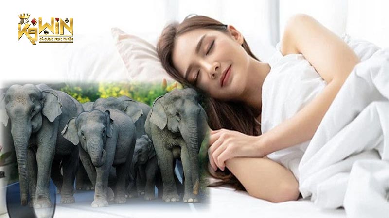 Mơ thấy đàn voi là giấc mơ tốt lành, đem đến may mắn cho người nằm mộng